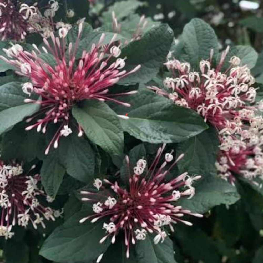 Clerodendrum quadriloculare Shooting Star Starburst Plants w Full Roots all arou